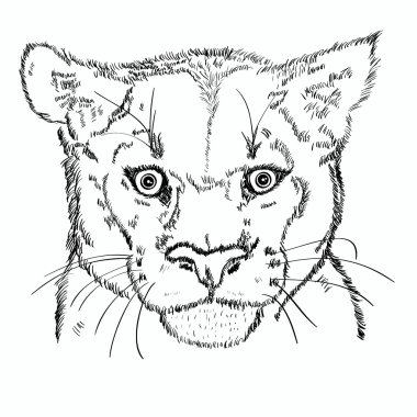 puma baş vektör kroki izole