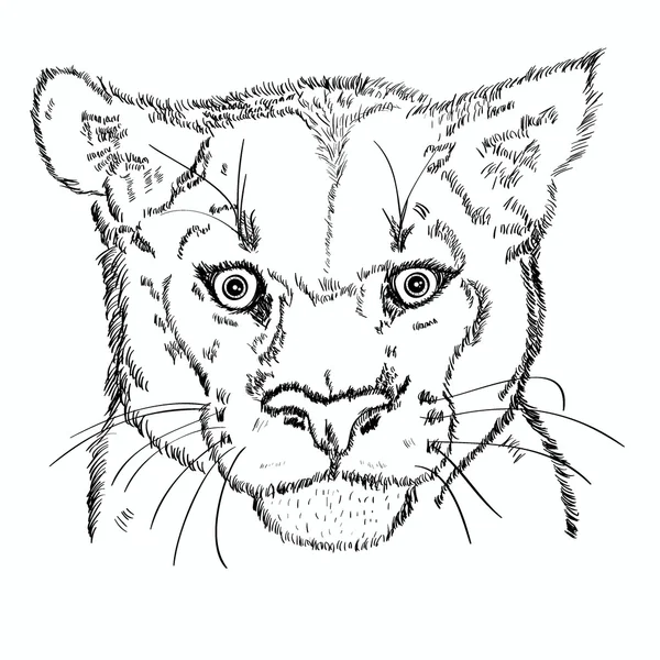 Puma hlavy vektorové skici, samostatný — Stockový vektor