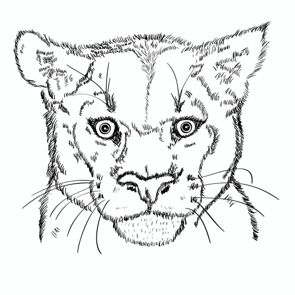 Croquis vectoriel tête puma isolé — Image vectorielle