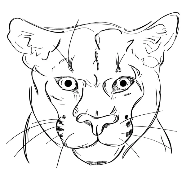 Croquis vectoriel tête puma isolé — Image vectorielle