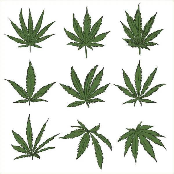 Marihuana kenevir kenevir yaprağı vektörü seti. Yeşil tıbbi ya da uyuşturucu kenevir yaprakları çimen gibi.
