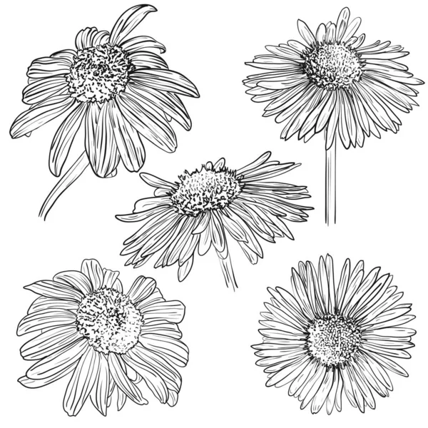 Ekinezya çiçeği seti. Vektör illüstrasyonu