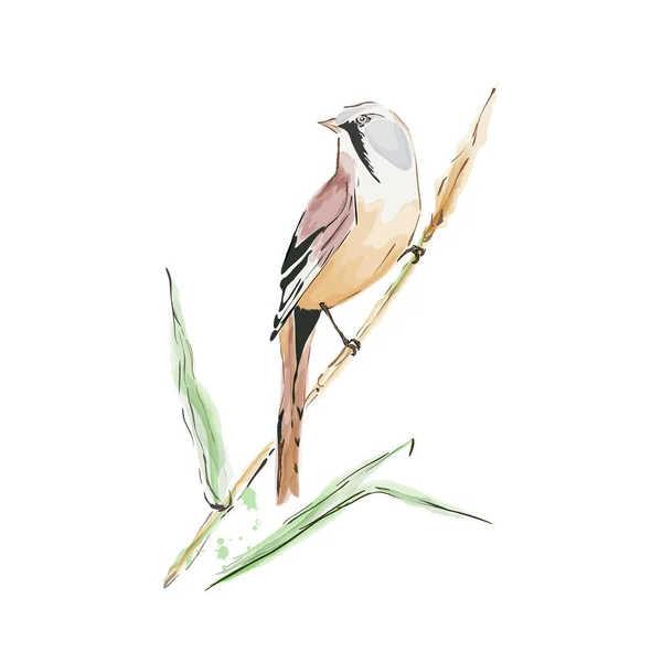 Tit bird sitting on a branch — 스톡 벡터