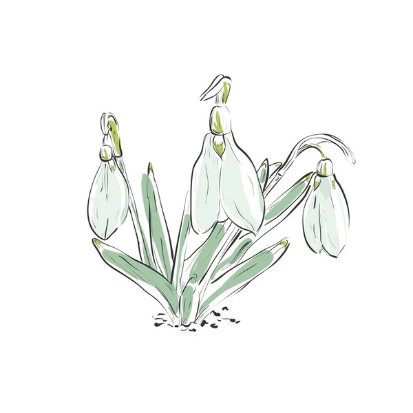 Vektör kardamlası çiçeği. Kart ya da kartpostal olarak kullanılabilir.