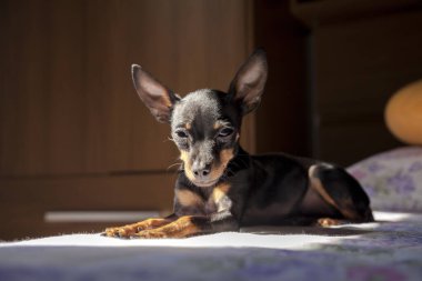 Pinscher dog lying on the bed. Beautiful. Dog concept. Pet concept.\nPinscher Concept.	