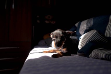 Pinscher dog lying on the bed. Beautiful. Dog concept. Pet concept.\nPinscher Concept.	