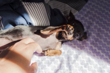Pinscher dog lying on the bed. Beautiful. Dog concept. Pet concept.\nPinscher Concept.	