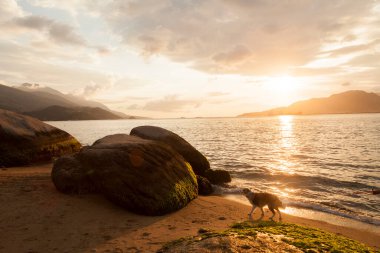 Ilhabela sahilindeki kayaların arasında altın gün batımı. Paradisiacal ve tropik Brezilya plajı. Taş konsepti. Altın günbatımı konsepti.