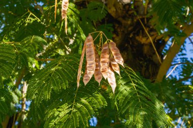 Close-up view of elongated brown seed pods on a tree with delicate green leaves illuminated by sunlight, capturing natural growth, botanical detail, and the calm atmosphere of early autumn.