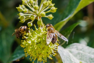 Close-up macro photo of two bees collecting nectar from green-yellow ivy flowers. The sunlight enhances the natural tones of their wings and the delicate floral structures in a lush garden environment.