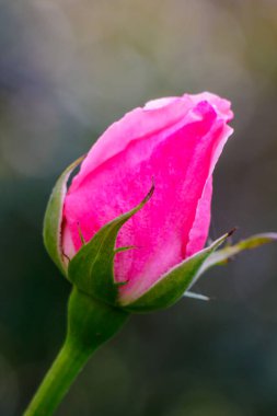 Çiçeklenmenin erken safhalarında yakalanmış pembe bir gül goncası. Yumuşak arka plan canlı yaprakları ve taze yeşil sapı vurguluyor. Güzelliği, saflığı ve yeni başlangıçları simgeliyor..