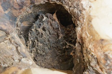 İçi boş bir ağaç gövdesine yakından bakınca çürümüş odunları, kabuk dokularını ve organik maddeleri ortaya çıkarıyor. Görüntü, doğal bozulmayı ve ormanların yavaş dönüşüm sürecini yakalar..