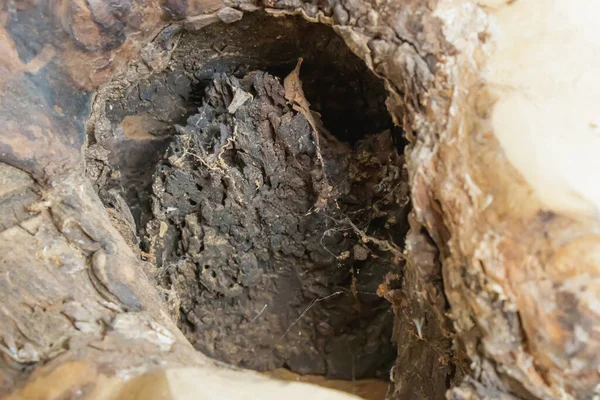 İçi boş bir ağaç gövdesine yakından bakınca çürümüş odunları, kabuk dokularını ve organik maddeleri ortaya çıkarıyor. Görüntü, doğal bozulmayı ve ormanların yavaş dönüşüm sürecini yakalar..