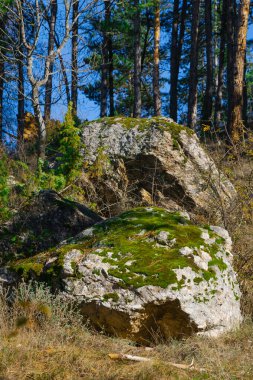 Yosun, parlak mavi bir gökyüzünün altındaki ağaçların arasında büyük kayaları kaplar. Güneş ışığı dalların arasından süzülerek ormanda barışçıl bir atmosfer yaratır..