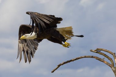 Kel bir kartal daldan uçuyor.