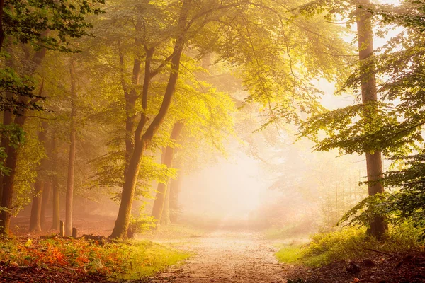 Lovely Morning Atmosphere Forest Fog Covered Path Leading Unknown Stock Picture