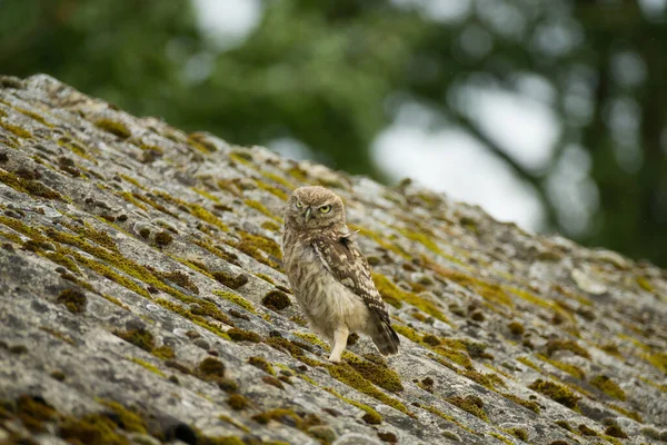 一只小猫头鹰 Athene Noctua 从严重风化的石棉水泥波纹屋顶看着你 什么是智慧 — 图库照片