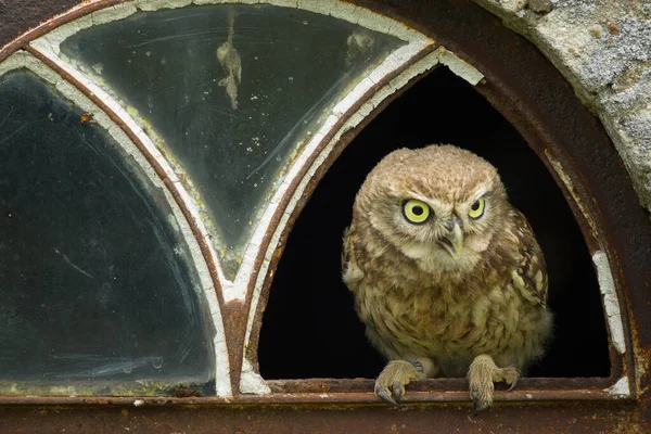 一只小猫头鹰的特写镜头 雅典娜夜莺 栖息在一座旧谷仓破窗上 — 图库照片