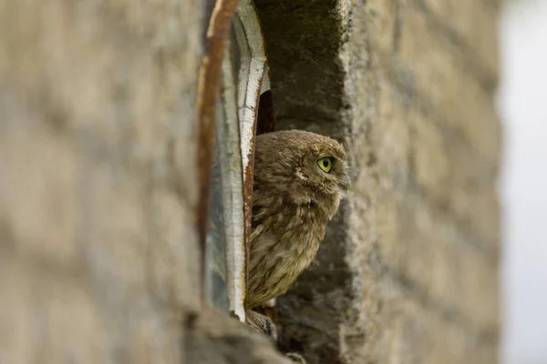 Close Uma Pequena Coruja Athene Noctua Olhando Para Você Uma — Fotografia de Stock