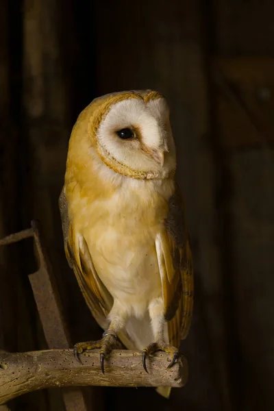 Eine Schleiereule Hockt Auf Alten Oldtimern Einer Scheune — Stockfoto