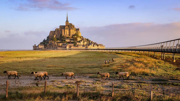 Mont Saint-Michel 'in pitoresk bir manzarası, dolambaçlı bir geçitle bağlantılı tarihi ada manastırı. Sıcak akşam ışığı ortaçağ köyünü yıkarken yumuşak koyunlar gelgit düzlüklerinde otluyor..