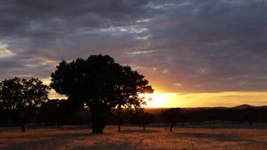 Güzel Meşe Ağacı, Plasencia, Extemadura, İspanya 'da Gün Batımları