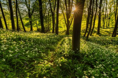 Vahşi Sarımsak Bloom, Portglenone, County Antrim, Kuzey İrlanda, İngiltere