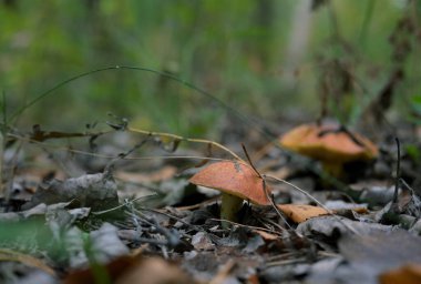 Kaygan Jack Mantarı (Suillus luteus) Sonbahar Ormanında Düşen Yapraklar Arasında Büyüyor