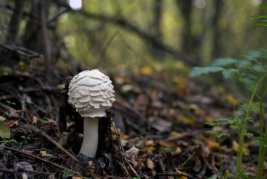 Orman zemininde Klorofilyum rhacode Shaggy Parasol Mantarı