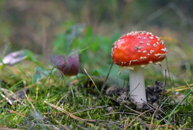 Uç Agarik Mantar Amanita Muscaria Orman Yosunu 'nda Büyüyor