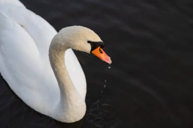 Kafasını karanlık suyun üzerine kaldırırken boynunda su damlacıkları olan, turuncu gagasından düşen beyaz bir kuğunun yakın plan görüntüsü..