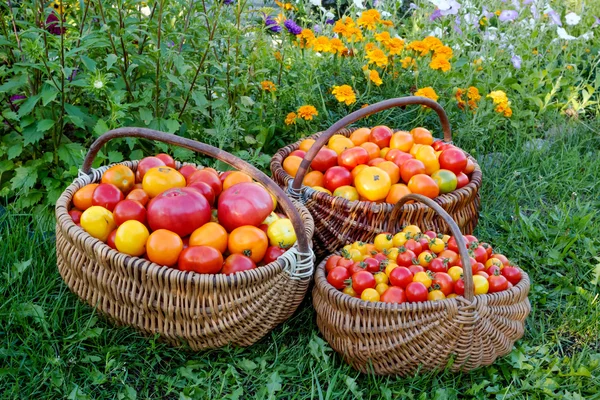 Tomatoes in a wooden basket on a grass. — Stock Photo, Image