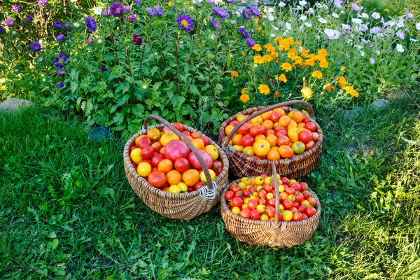 Tomatoes in a wooden basket on a grass. — Stock Photo, Image