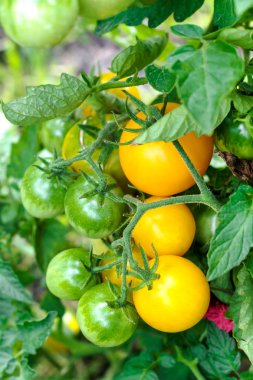 Sebze bahçesinde olgun ve yeşil domates.