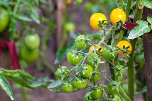 Ντομάτες ώριμες και πράσινο στο φυτικό κήπο. — Φωτογραφία Αρχείου