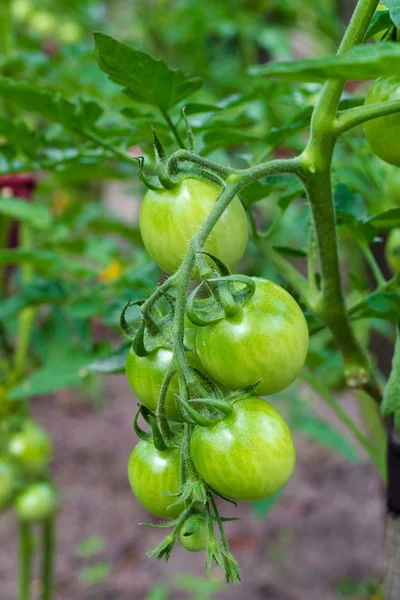 Άγουρα πράσινη ντομάτες στο λαχανόκηπο. — Φωτογραφία Αρχείου
