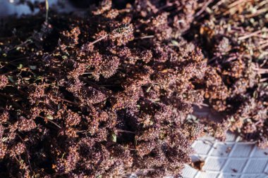 Kurumuş mavi kekik, doğal tıbbi kurutulmuş otlar..