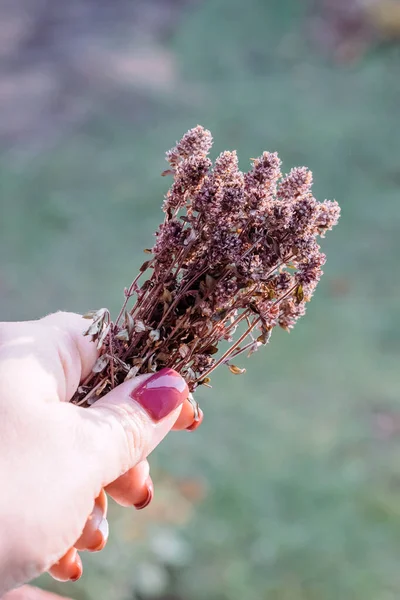 Szárított Kék Kakukkfű Szárított Fűszernövények Aromás Fűszernövények Csomói — Stock Fotó