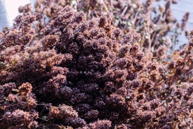 Kurumuş mavi kekik, doğal tıbbi kurutulmuş otlar..