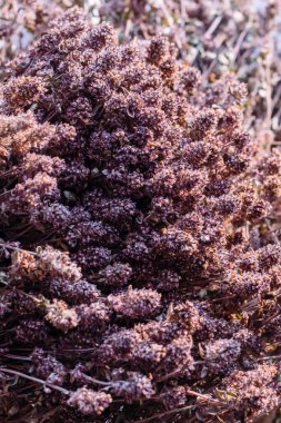 Kurumuş mavi kekik, doğal tıbbi kurutulmuş otlar. Bitkisel tedavi.