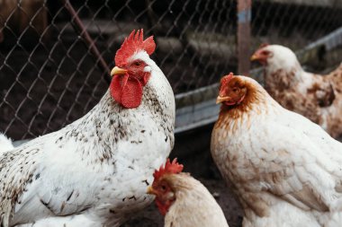Ev ve ızgara tavuk ve horoz. Karışık tavuk cinsi.