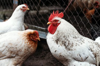 Ev ve ızgara tavuk ve horoz. Karışık tavuk cinsi.
