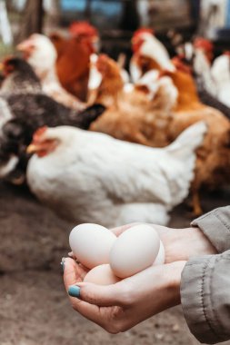 Tavuklu yerli yumurta. Seçici odak.