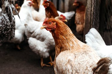 Ev ve ızgara tavuk. Karışık tavuk cinsi.