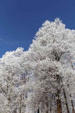 Köydeki kar manzaralı kış ağaçları. Avrupa 'da kış.