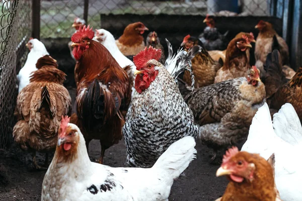 Ev ve ızgara tavuk ve horoz. Karışık tavuk cinsi.
