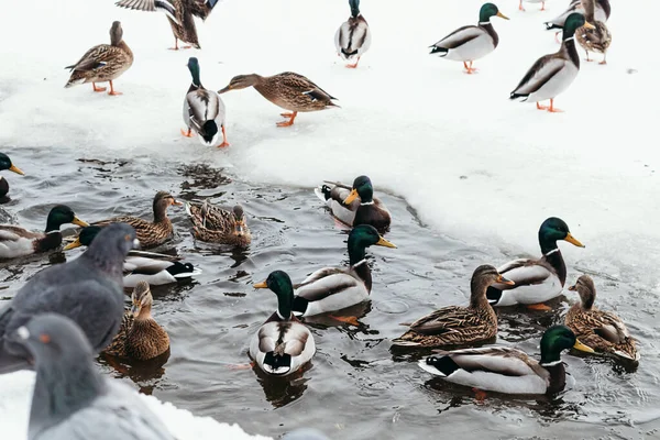 Ducks splash in frozen water. People are feeding hungry birds.
