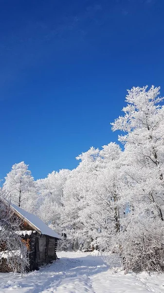 Landhaus Winterwald Winter Europa — Stockfoto