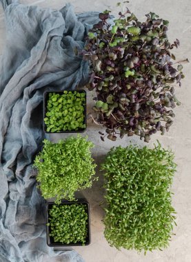 Taze organik mikroyeşillikler. Vejetaryen çiğ sağlıklı gıda konsepti.