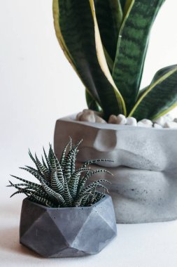 Beyaz ahşap zemin üzerinde yeşil bitkiler olan şık saksılar, metin için yeri olan düz yataklar. Ev dekoru. Minimalizm. Doğal malzeme..